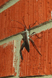 Leaf Footed Bug - (Acanthocephala sp.)