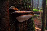 Polypore