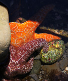 starfish and speckled rock