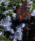 spreading phlox & lichen