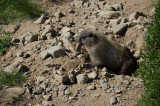 Marmot housekeeping 101