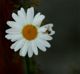 in my front yard