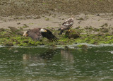 Adult and juvenile bald eagle
