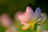 Lotus Lover_NBP6694.jpg