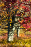 The Enchanting Trees_NBP4036.jpg