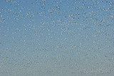 Snow Geese fill the sky_NIK2053.jpg