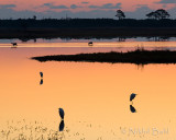 Egrets and Sika Deer_NIK4970.jpg