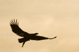 Bald Eagle with Fish_NIK8543.jpg