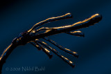 The icy hand of plant_DSC2235.jpg