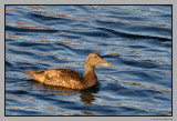 Eider duck