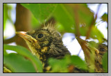 Nestling waiting for food