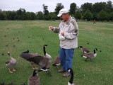 Friendly fowl at the park