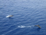 We were often joined by frolicking dolphins