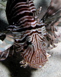 Common Lionfish.jpg
