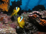 Clownfish on Umbria.JPG