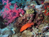 Coral Hind.jpg