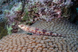Reef Lizardfish.jpg