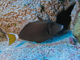 Bluethroat Filefish.jpg