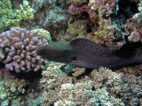Giant Moray that slid by me and attacked the fish I was photographing