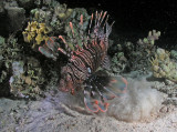 Common Lionfish--it just ate a fish blinded by our dive lights