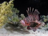 Common Lionfish digesting its catch