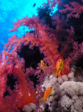 Red Sea Anthias with soft corals