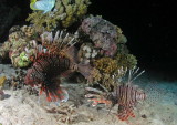 Male and female lionfishes