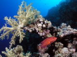 Coral Hind