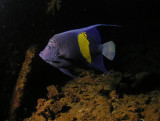 Red Sea Angelfish