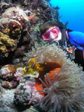A magnificent anemone and clownfish