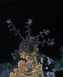 Giant basket starfish