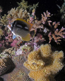 Chevron Butterflyfish