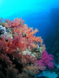 Soft Corals