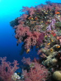 Soft corals