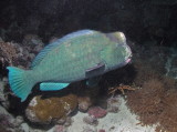 Bumpheaded parrotfish - at least 100 lbs of fish