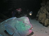 Carol with bumpheaded parrotfish - does anyone know a good dental technician?