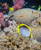 Black-backed butterflyfish