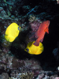 Masked butterflyfish with coral hinds