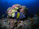 Red Sea Angelfish