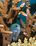 Bluegreen Chromis
