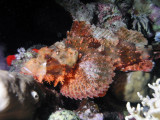 Bearded scorpionfish