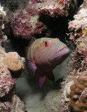 Red Sea Coral Grouper