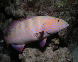 Red Sea Coral Grouper