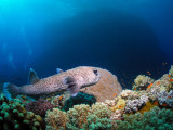 Burrfish