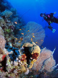 Sea fans in the Red Sea