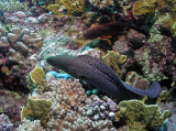 Free-swimming Moray Eel