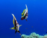 Bob's Red Sea Photos:  Dreaming with the fishes