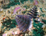 Christmas Tree Worm.jpg