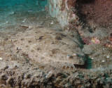 Gulf Flounder