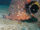 Red Grouper 2.jpg